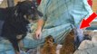 Une chienne adopte 3 bébés tigres rejetés par leur mère dans un zoo