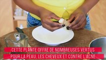 Bardane : acné, peau, cheveux, 10 bienfaits de la plante