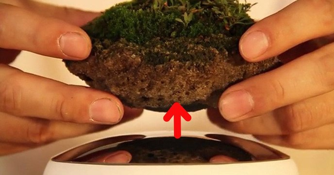 Vous allez pouvoir faire pousser des bonsaïs... en lévitation !