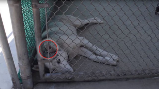 Une association sauve un chien anciennement utilisé comme cobaye de laboratoire