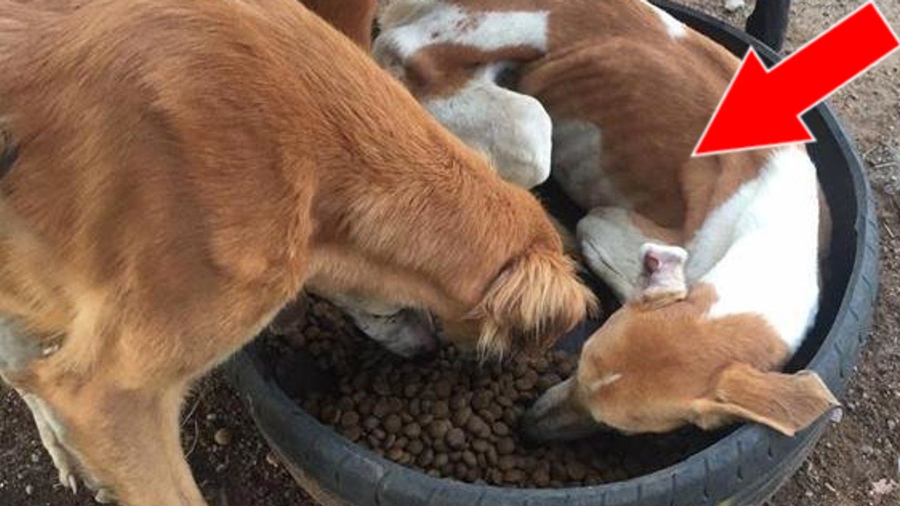 Afrique du sud : Une association sauve plus d'une cinquantaine de Lévriers affamés