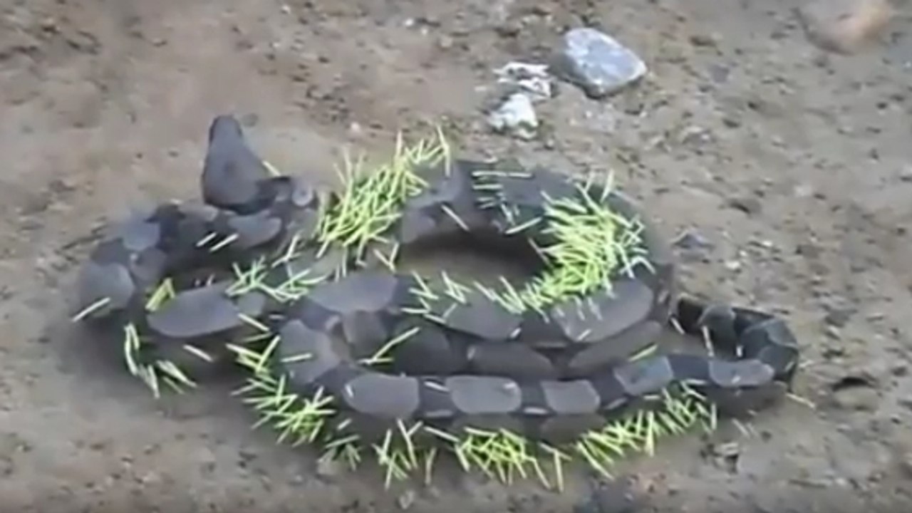 Un boa constrictor a eu la mauvaise idée d'attaquer un porc-épic
