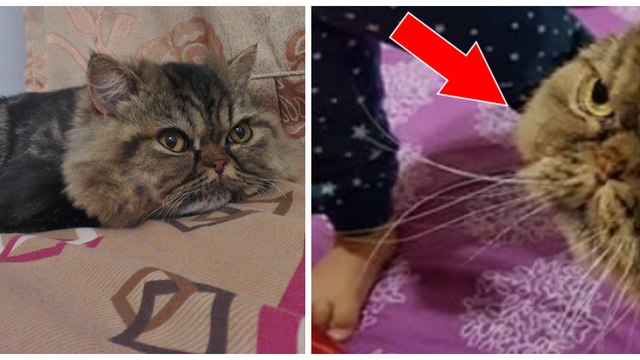 Elle emmène son chat chez le toiletteur et le récupère avec une coupe de poils totalement atroce !