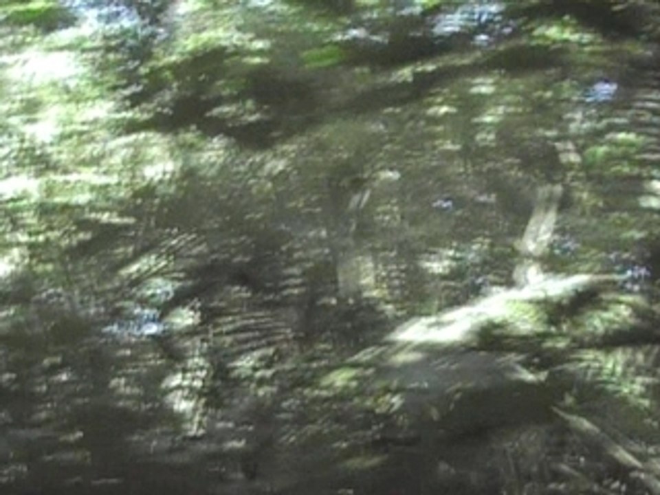 Palenque (4)