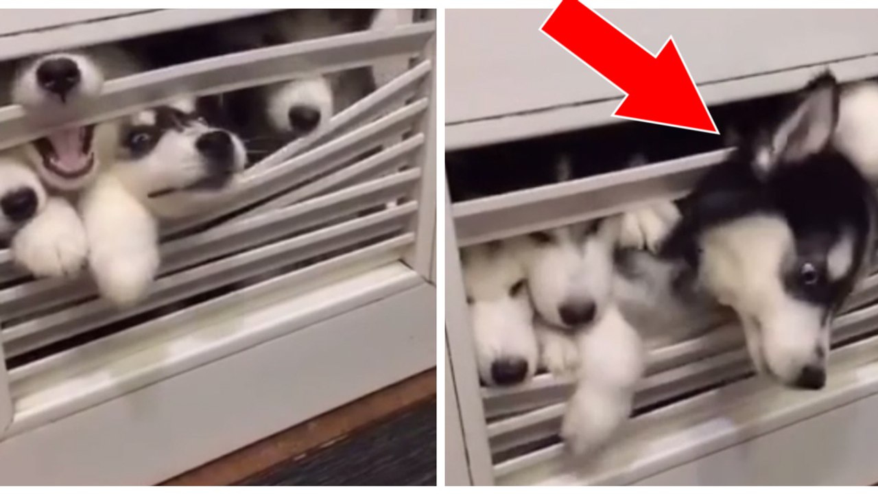 Même aux toilettes, ces adorables chiots refusent de laisser leur maîtresse tranquille !