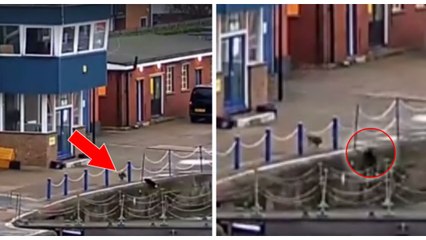 Un homme sauve une chatte tombée d'un quai dans l'eau de la Tamise