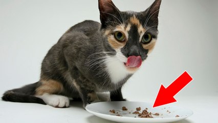 Le thon : un aliment très dangereux pour la santé de votre chat !