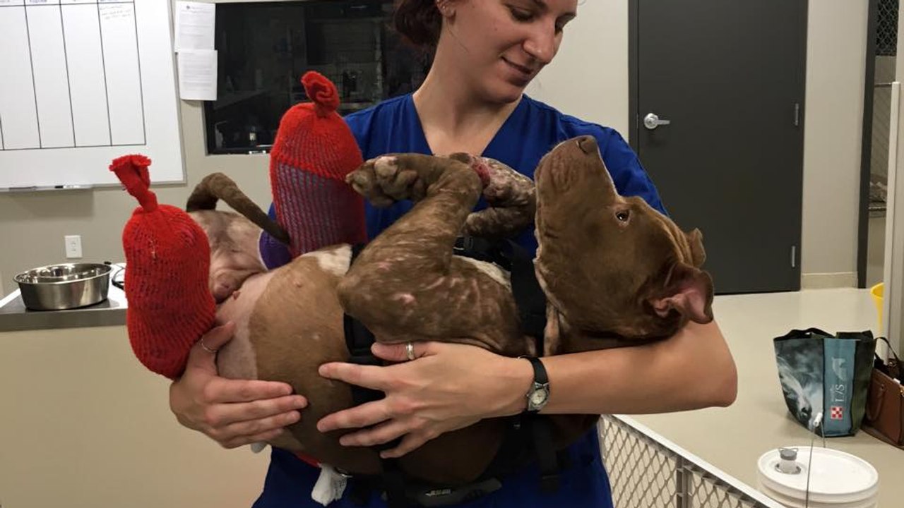 Amputé des pattes arrière, cet "appât" pour chiens de combat découvre l'amour pour la première fois