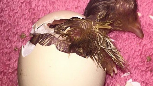 Elle voit cet oeuf éclore... et découvre un poussin aveugle et sans yeux !