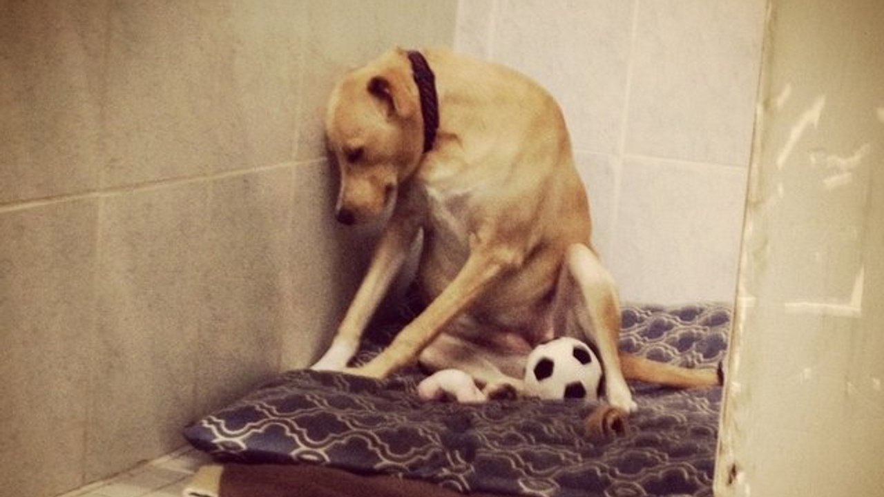 A J-1 de son euthanasie, la chienne la plus triste du monde est enfin sauvée et adoptée !