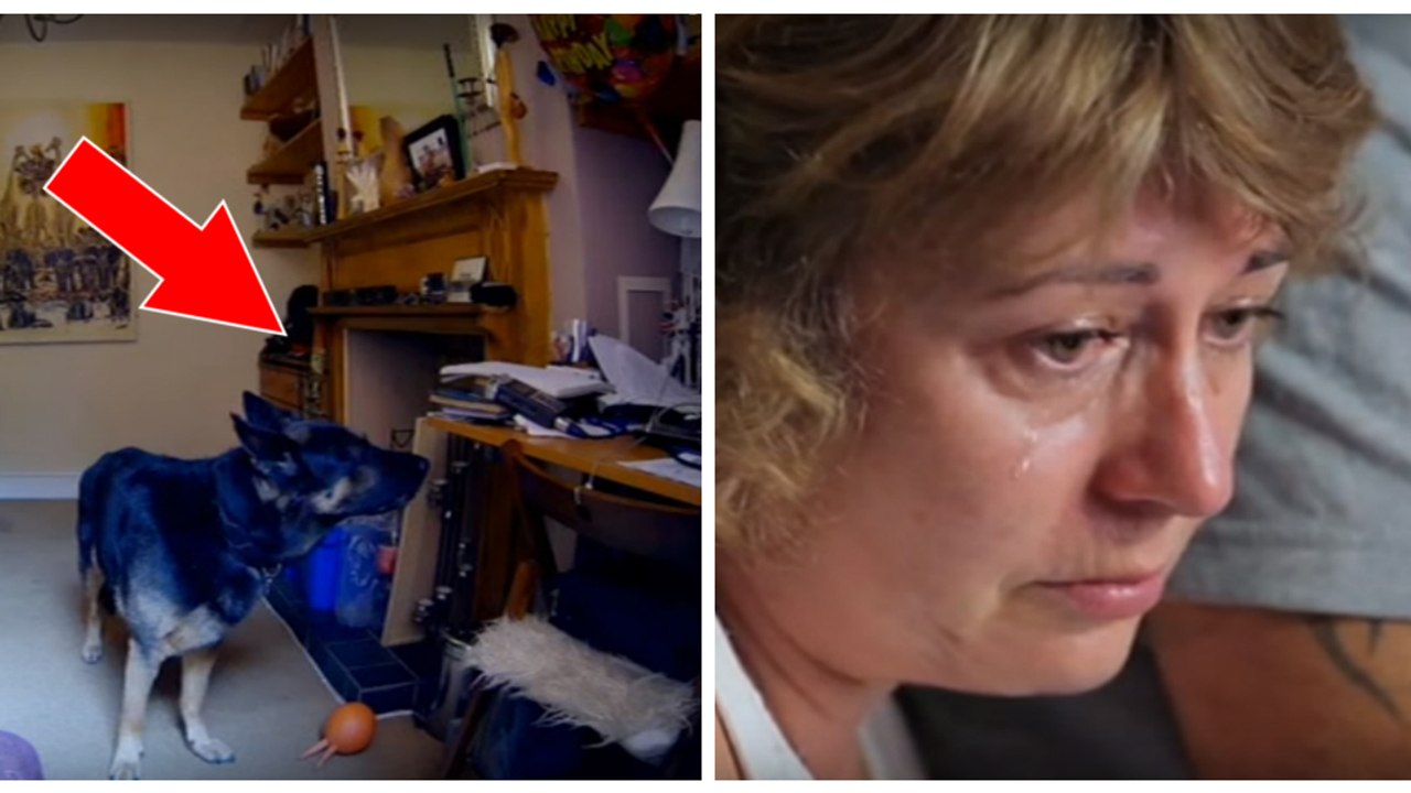 Caméra cachée : Un couple filme la réaction de leur chien en l'absence de ses maîtres