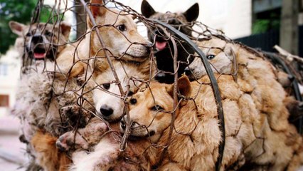 Chine : Le festival de Yulin, bientôt la fin du commerce de viande de chien ?