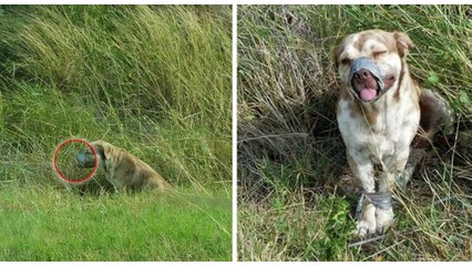 Un homme découvre un chien abandonné, ligoté et muselé avec du sparadrap