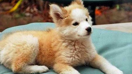 Découvrez Phoebe, l'adorable chiot croisé Husky - Golden Retriever !