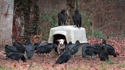 Un homme découvre une chienne enchaînée et encerclée par les vautours