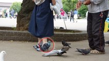 Cette Japonaise se promène dans les rues en chaussures à talons... en pigeons !