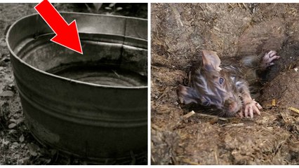 Une femme découvre un rat piégé dans un seau dans sa grange