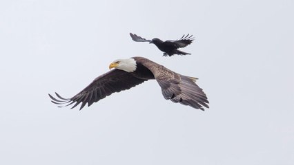 Un corbeau décide de se poser sur le dos d'un aigle en plein vol