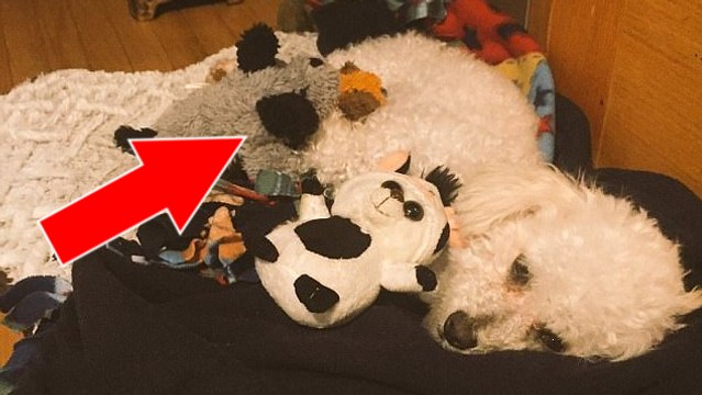 Une chienne adopte 3 bébés peluches pour remplacer ses chiots mort-nés