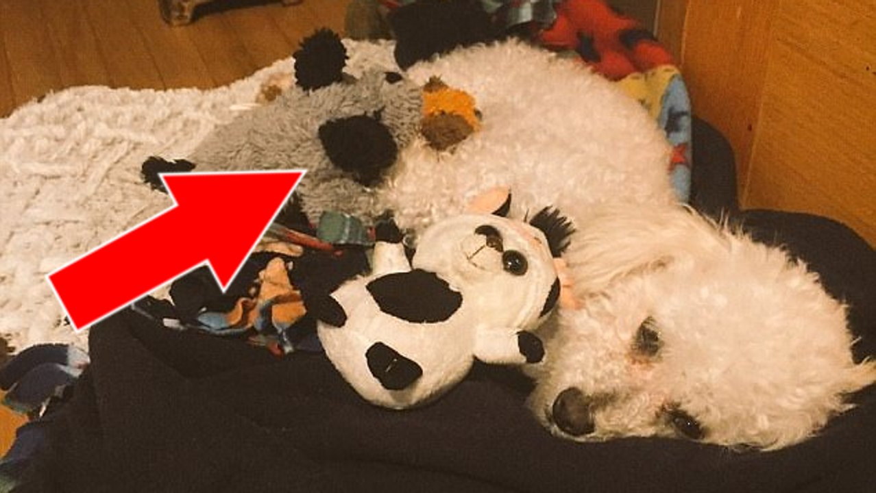 Une chienne adopte 3 bébés peluches pour remplacer ses chiots mort-nés