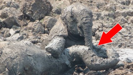 Piégés dans la boue, une éléphante et son bébé étaient sur le point de se noyer