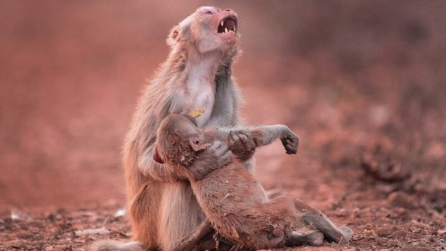 Un photographe découvre une maman singe en pleurs, accroché au corps de son bébé