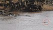 Une horde de crocodiles s'attaque à un troupeau de gnous qui tente de traverser la rivière