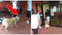 Une famille abandonne son chien en le traînant de force avec une corde jusqu'aux portes du refuge