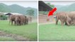 Un troupeau d'éléphants accourt pour accueillir le nouveau bébé de la tribu