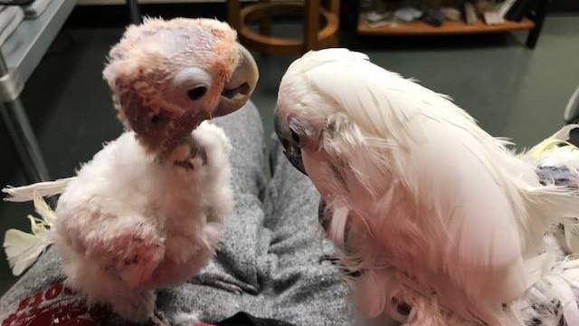 Malades et abandonnés, ces deux perroquets veillent aujourd'hui l'un sur l'autre