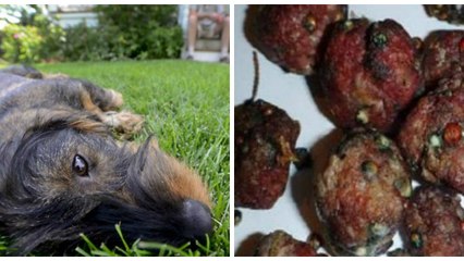 Yvelines : Un individu menace d'empoisonner tous les chiens en liberté !