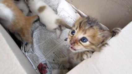 Après les porte-bébés, découvrez les "Kitten Bjorn", les adorables vestes porte-chatons !