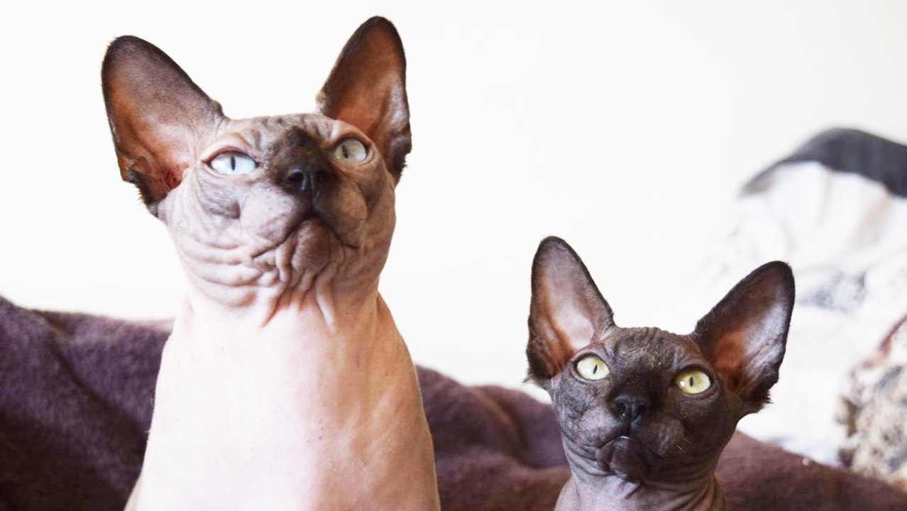 Récompense de 3000€ pour qui retrouvera les 6 chats et le perroquet kidnappés dans l'Eure