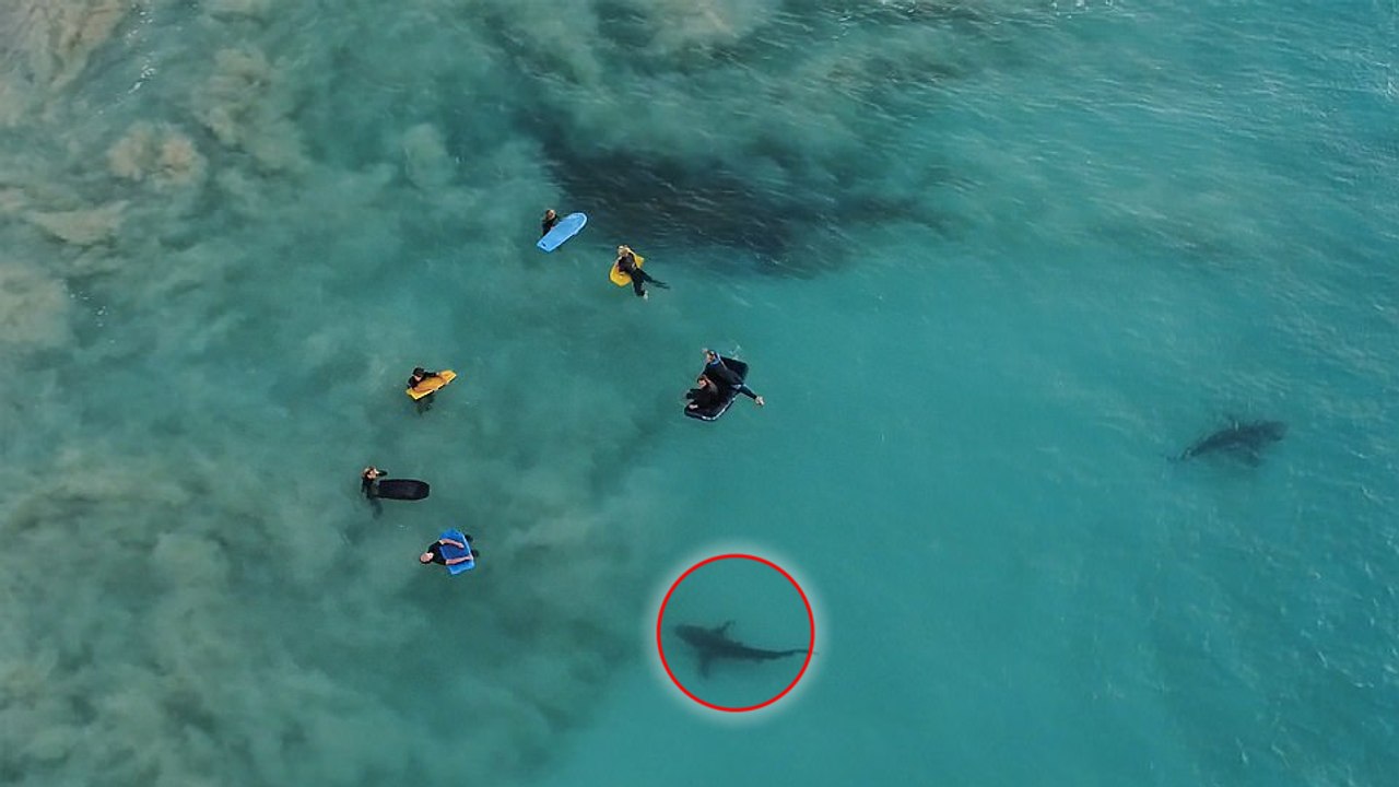 Australie : une centaine de requins s'invite au milieu des surfeurs en bord de plage !