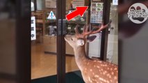 Un cerf se sert de sa tête pour ouvrir les portes d'un magasin et profiter de l'air conditionné