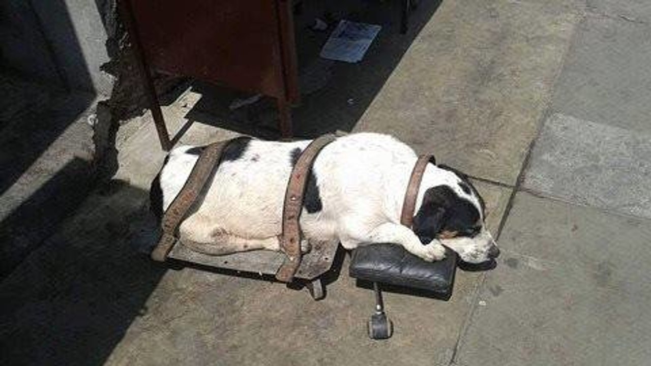 Une femme découvre un chien abandonné et attaché dans une gare au Pérou