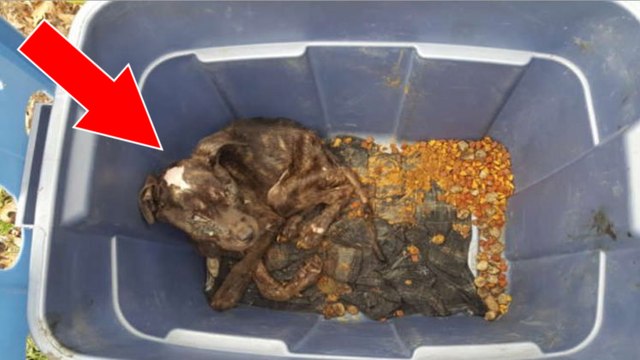 Des passants découvrent un chiot abandonné enfermé dans un container