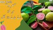 Amazing Health Benefits of Guava Fruit || Top 6 Health Benefits of Guava Fruit ||Amrood k Faidy Urdu