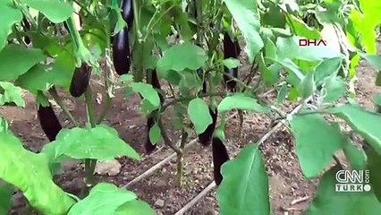 Yüzde 90 verim kaybı yaşanan patlıcan, en pahalı sebze