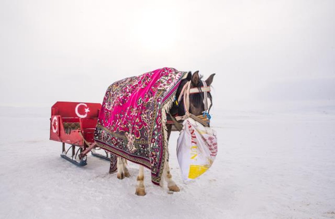 Son dakika... Kızakçılar Çıldır Gölü'nde atlarını soğuktan battaniye ve halıyla koruyor