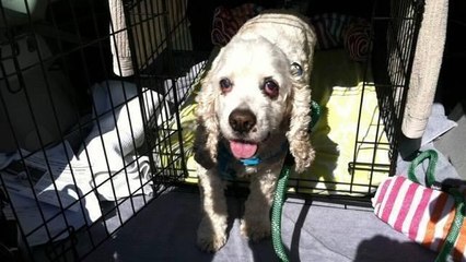 Une association sauve un chien abandonné car jugé trop vieux et malade