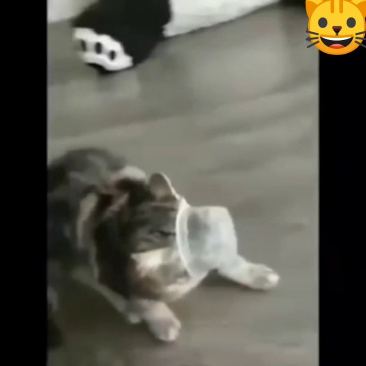 cat funny video #5