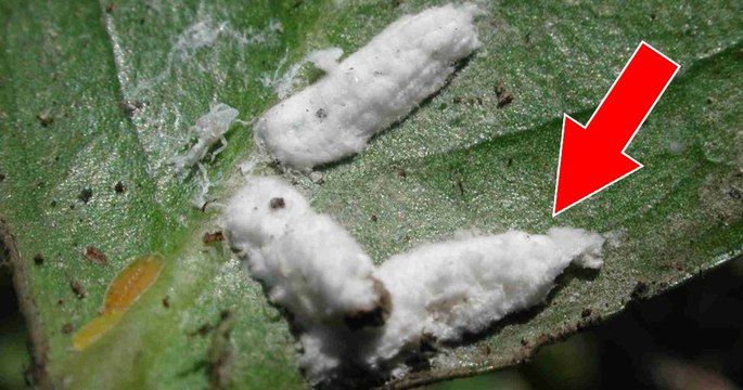 Vous mangez probablement des insectes sans le savoir...