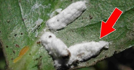 Vous mangez probablement des insectes sans le savoir...