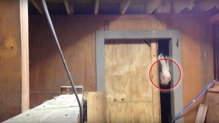 Tous les soirs, ce cheval s'invite dans la grange pour y passer la nuit