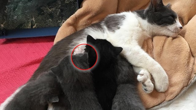 Une chatte polydactyle donne naissance à 5 petits aussi uniques qu'elle