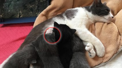 Une chatte polydactyle donne naissance à 5 petits aussi uniques qu'elle