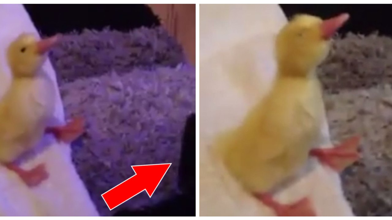 Ce caneton adore la sensation du sèche-cheveux dans les plumes !