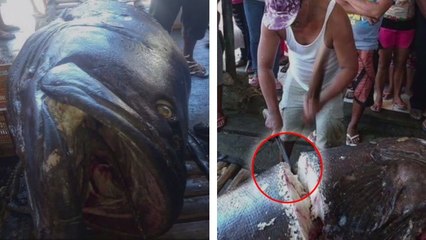 Il pèche un poisson de 200 kilos, mais le plus flippant c'est ce qu'il trouve dedans après l'avoir tronçonné !