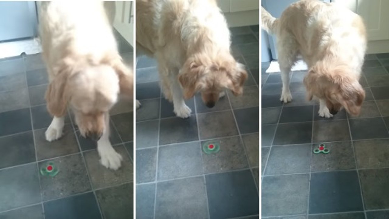 La réaction de ce chien devant une toupie Hand Spinner a fait le tour de la Toile !